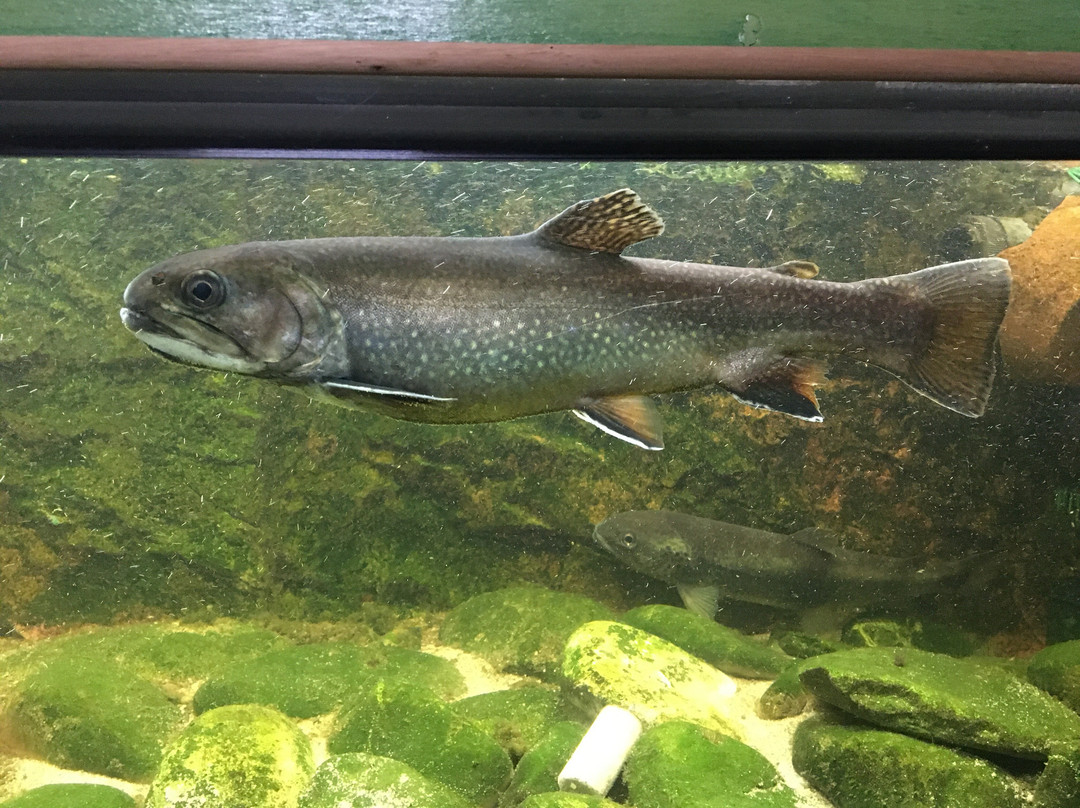 Acquario del Po景点图片