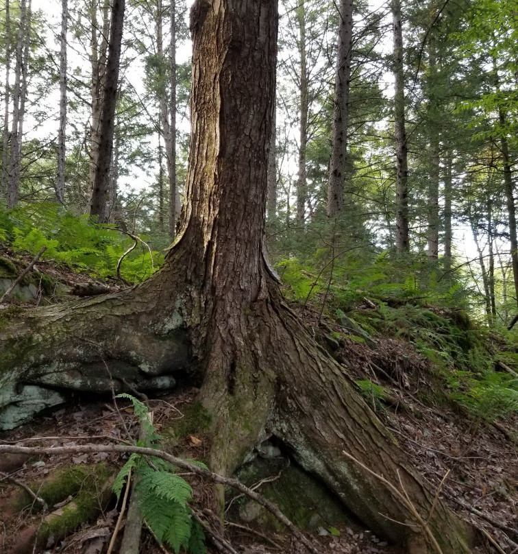 Eagles at Sugarbush主图