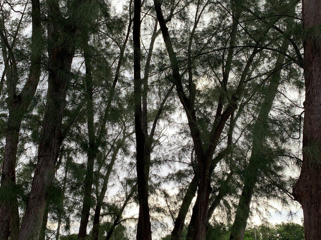 肯尼迪公园-迈阿密必去景点