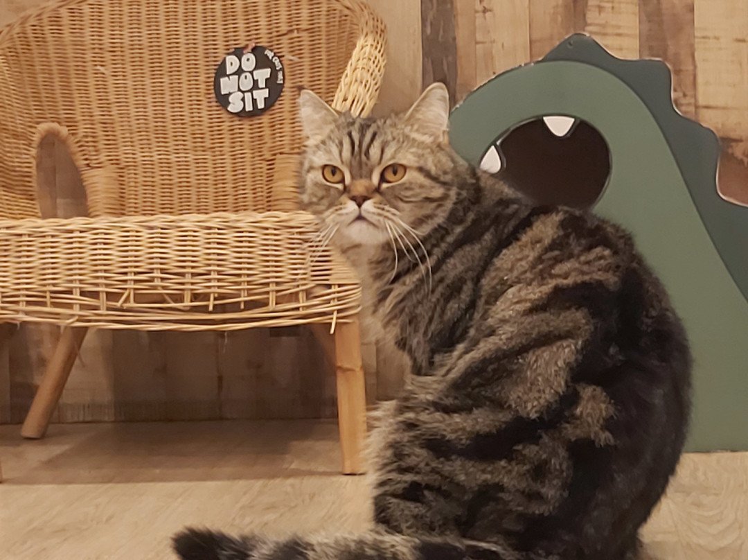Meomi Cat Café-新加坡必去景点