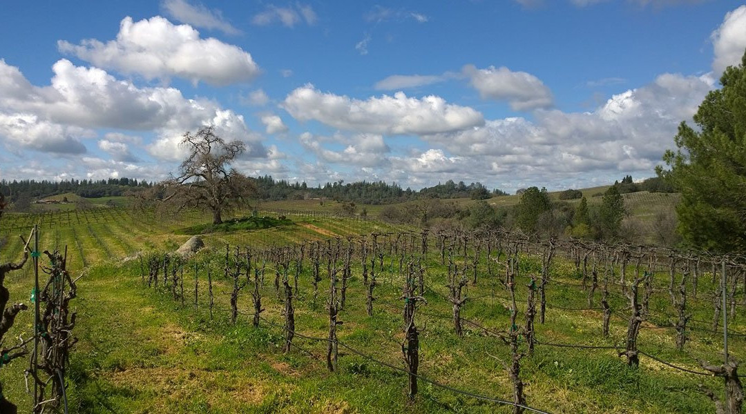 Dobra Zemlja Winery景点图片