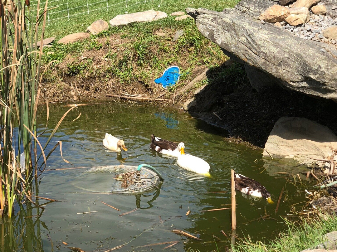 Taylor Farm-Londonderry必去景点