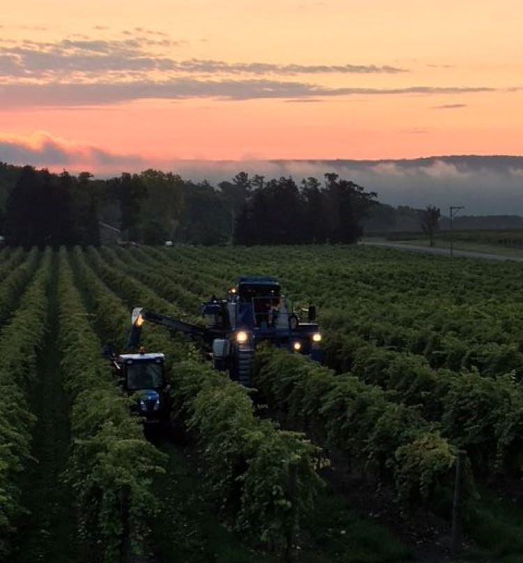 Stever Hill Vineyards-Branchport必去景点