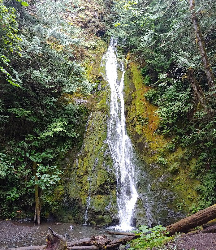 Olympic National Park and Forest Lake Quinault Tours景点图片