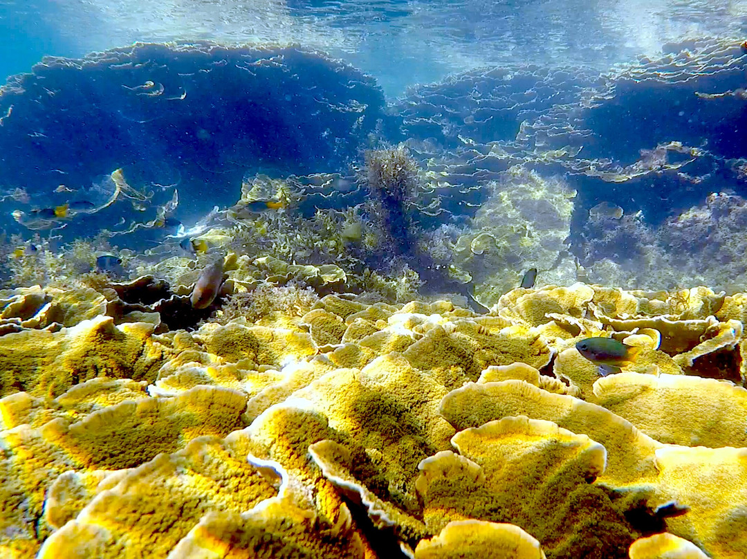 Arthur Bay-Magnetic Island必去景点