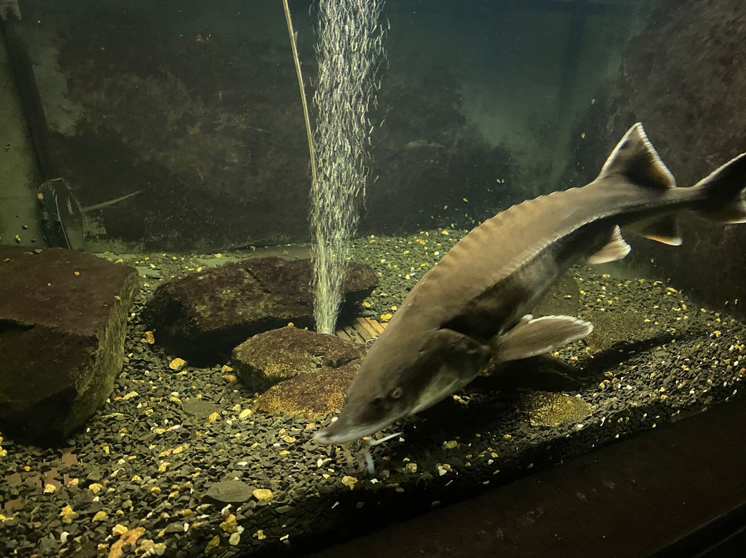 Aquarium of Freshwater Fish-第聂伯罗必去景点