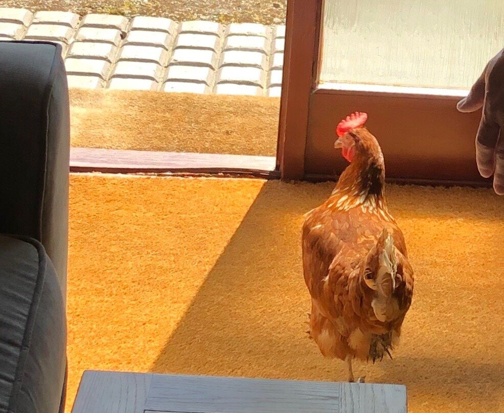 Bluegrass Cottages主图