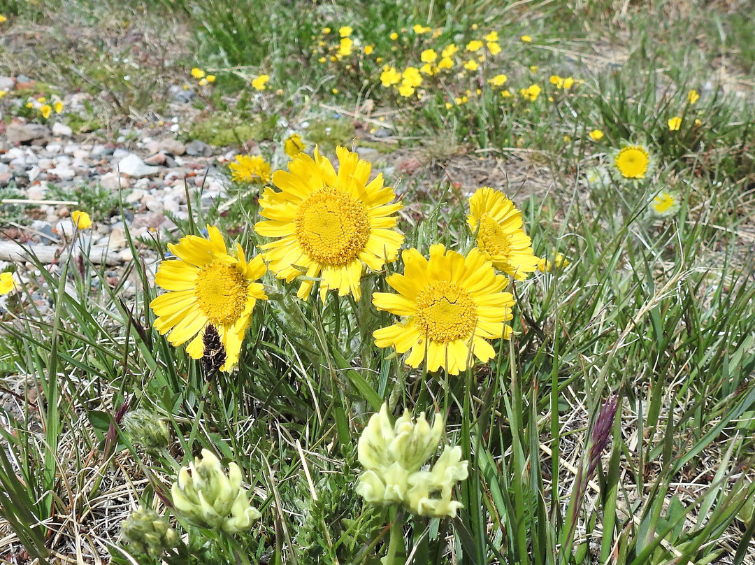 Snowy Range Scenic Byway-Centennial必去景点