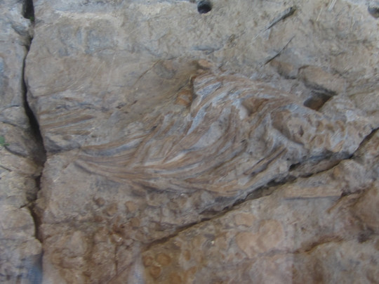 L'Ichtyosaure-La Robine-sur-Galabre必去景点