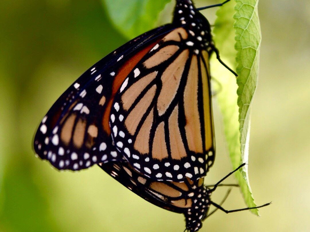 John James Audubon State Park-Henderson必去景点