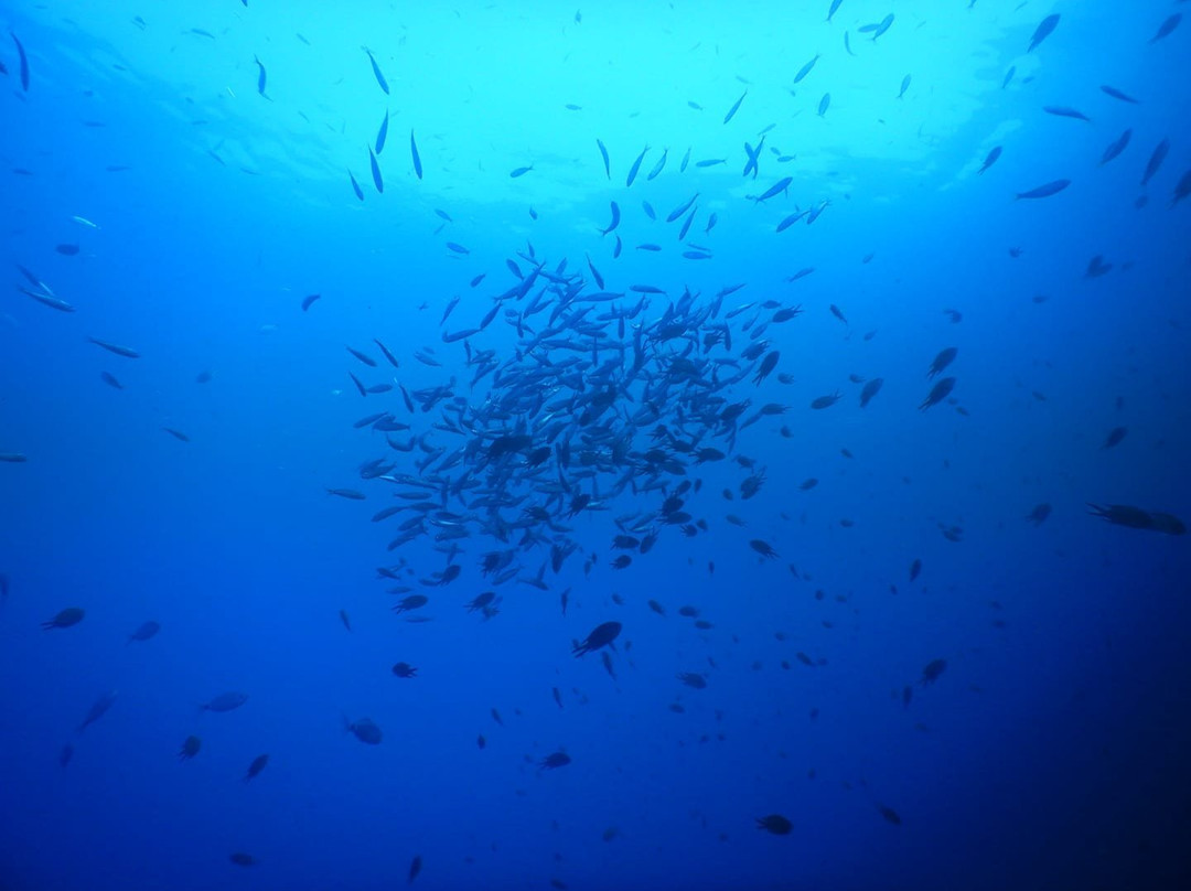 Alisios Sub Centro de Buceo-卡门港必去景点