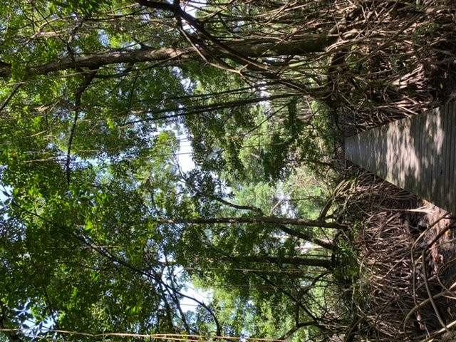 Sentier des Salines-Remire-Montjoly必去景点