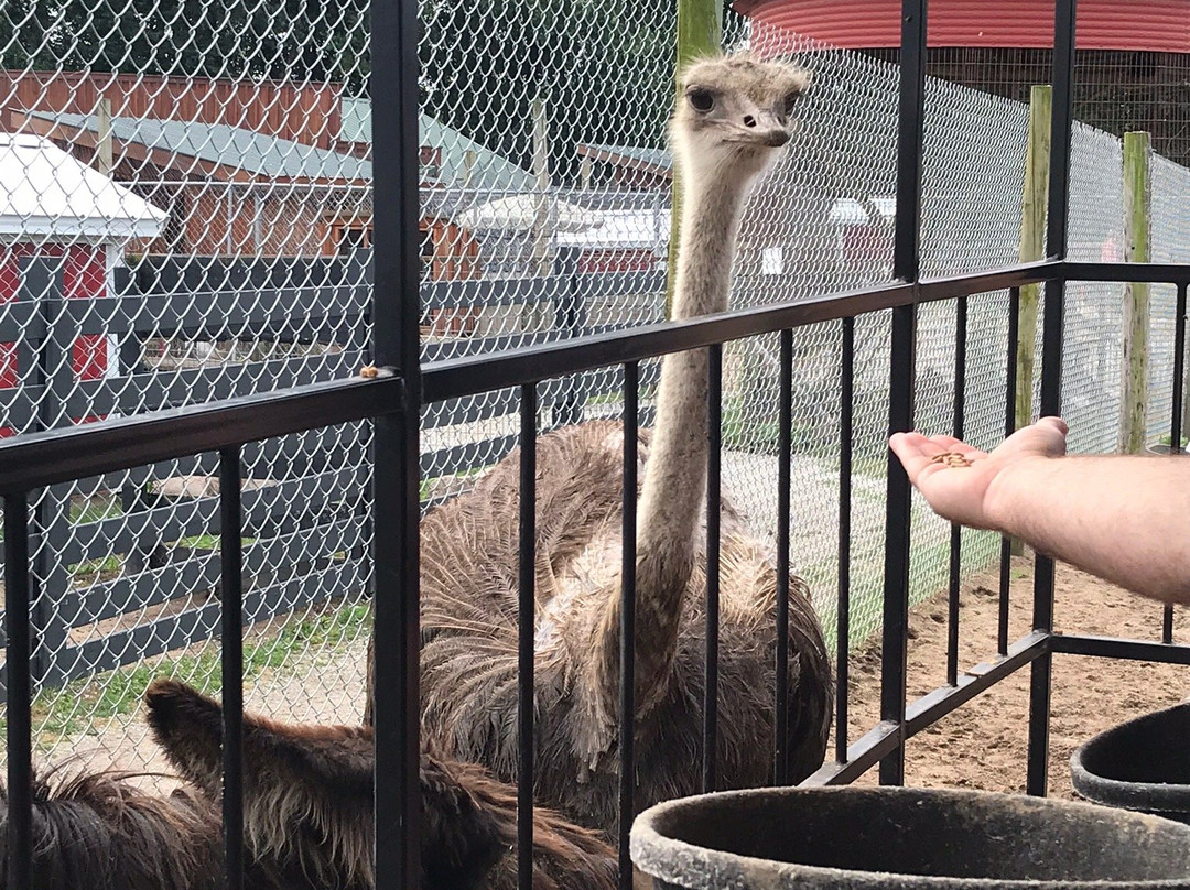 Dutch Creek Farm Animal Park景点图片
