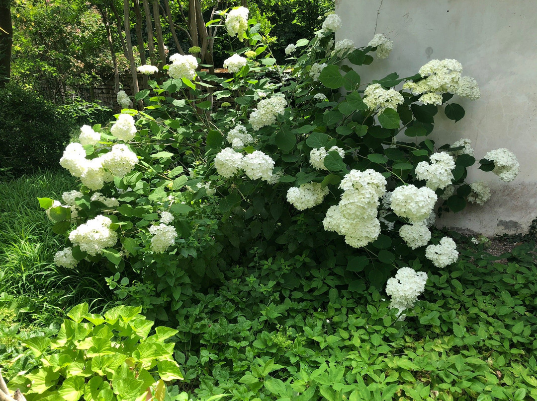 Giardino Storico E Labirinto Di Rose Damascene景点图片