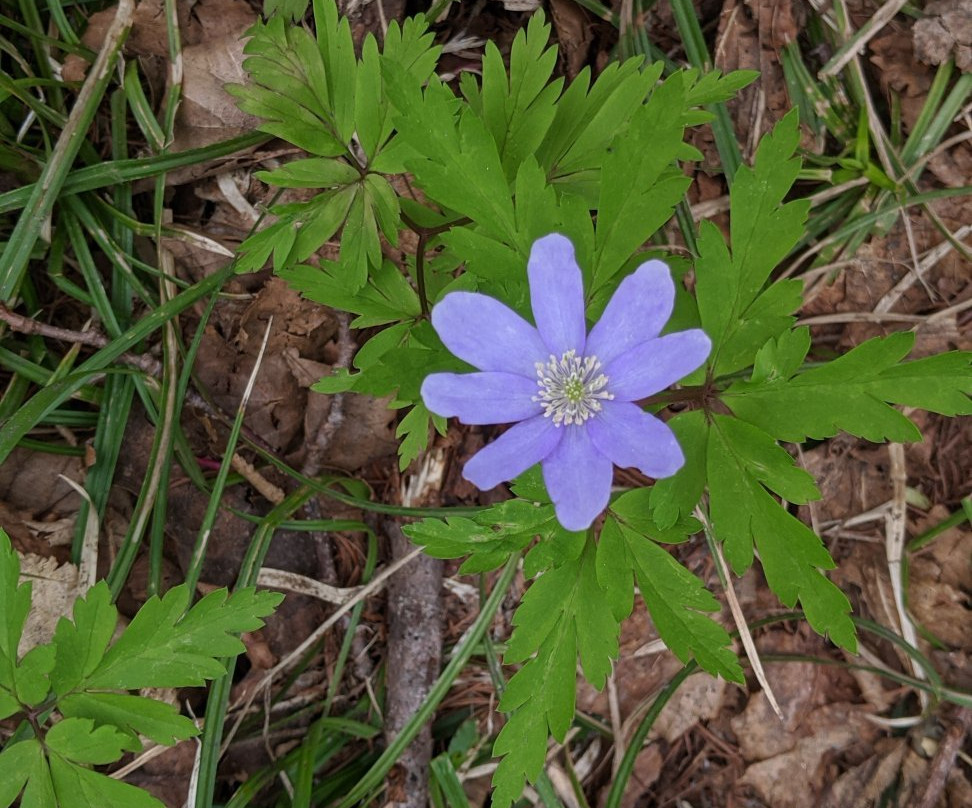 Mt. Kurakake-泷泽村 必去景点