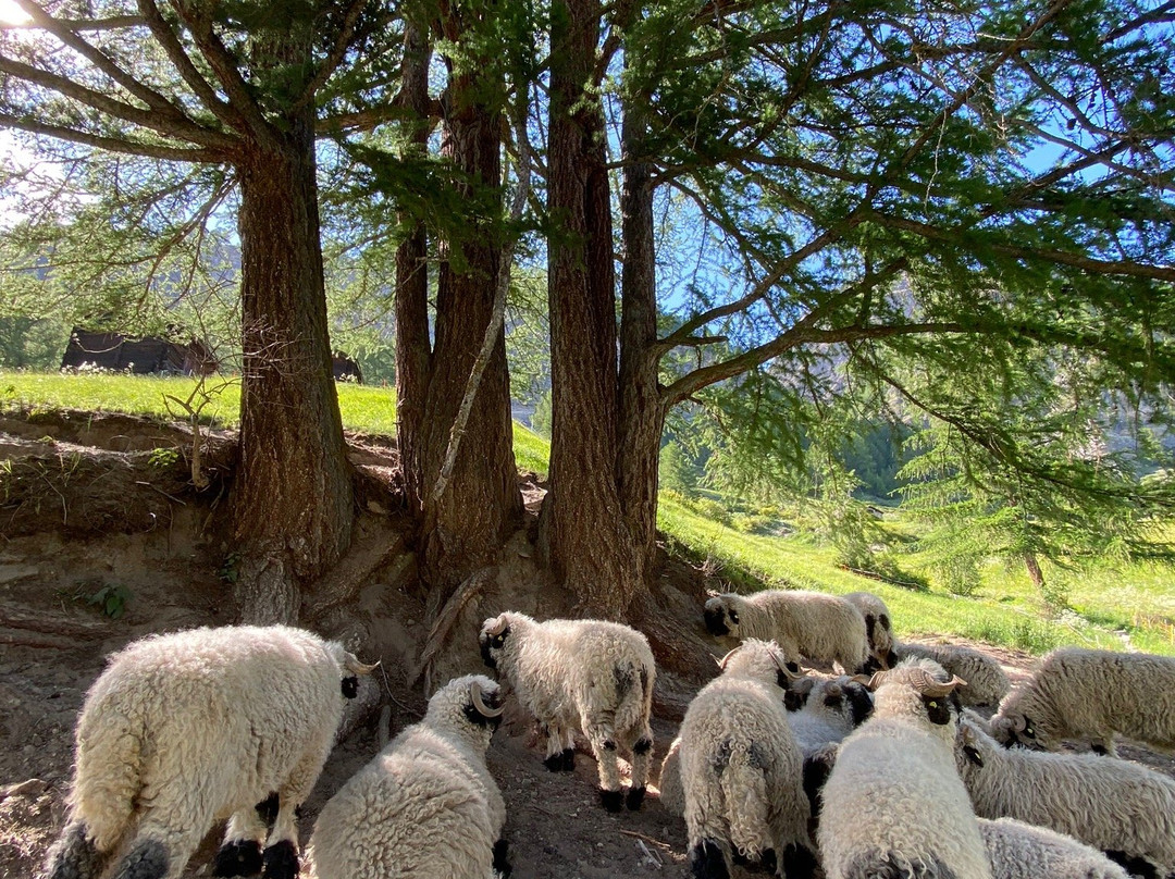 Edelweiss Trail-策马特必去景点
