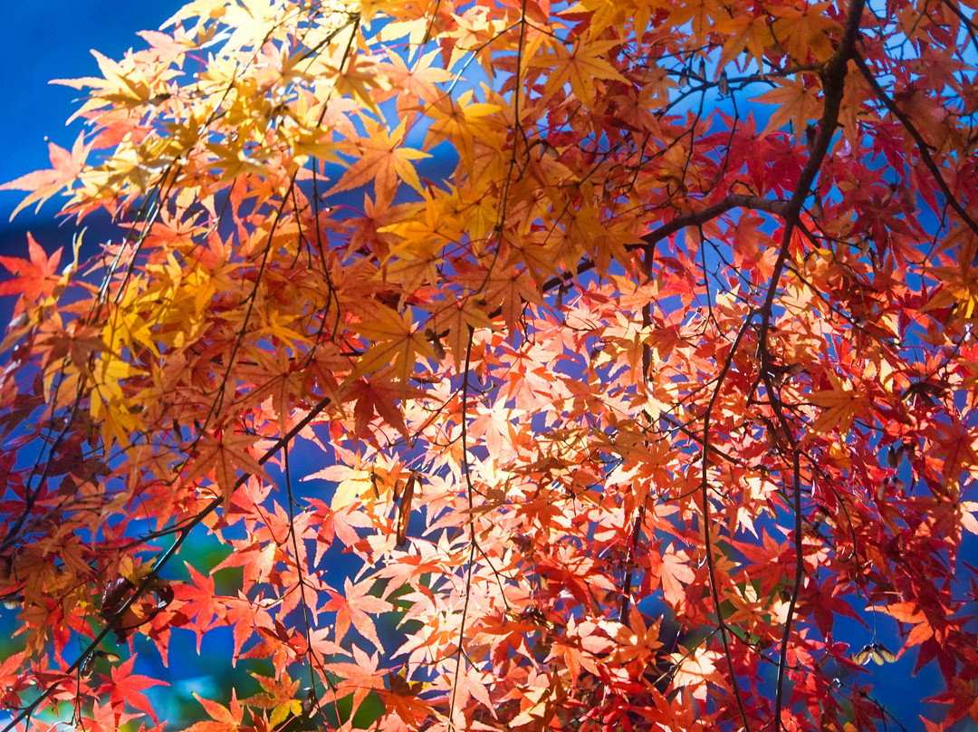 Hondo-ji Temple-松户市必去景点