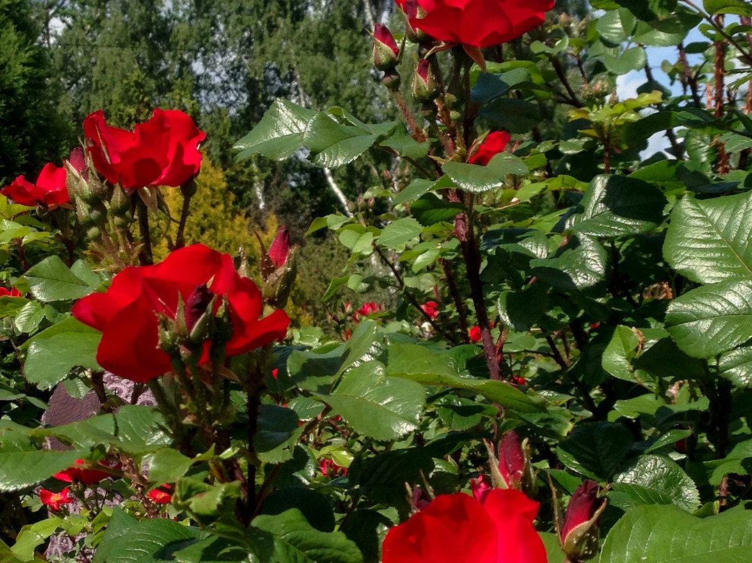 NII Botanical Garden-下诺夫哥罗德必去景点