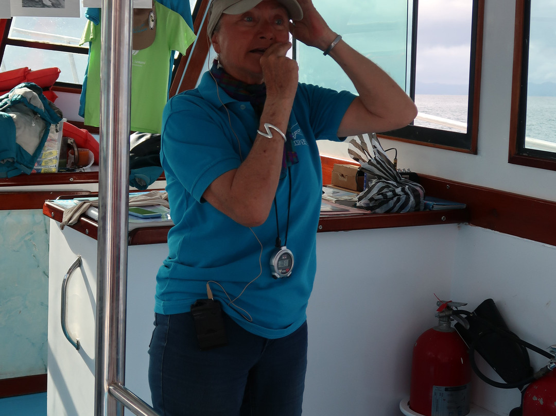 Whale Samaná With Kim-Santa Barbara de Samana必去景点