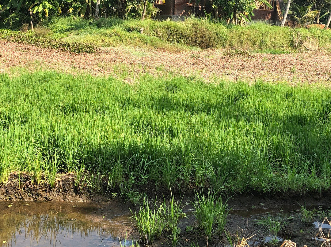 Gokulam Heritage Homestay主图