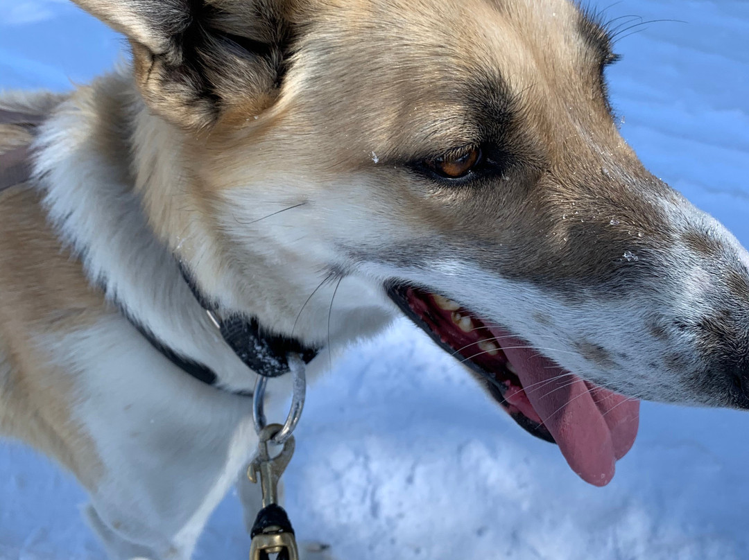 Monarch Dog Sled Rides-Monarch必去景点