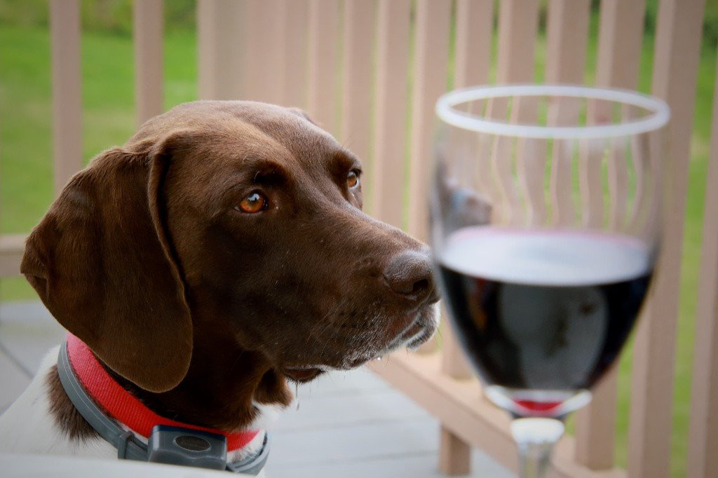 The Fox and the Grapes Bed and Breakfast主图