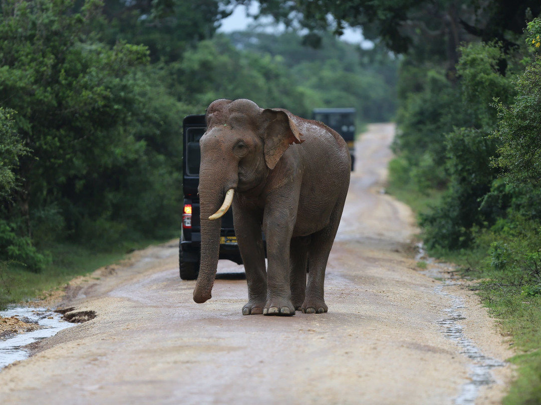 Safari in Sri Lanka-Hambantota必去景点