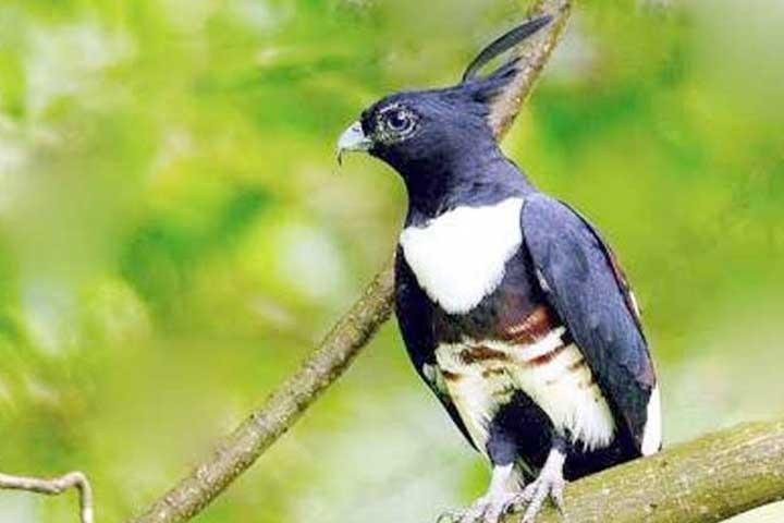 MALABAR HORNBILL HOLIDAYS-Thattekad必去景点