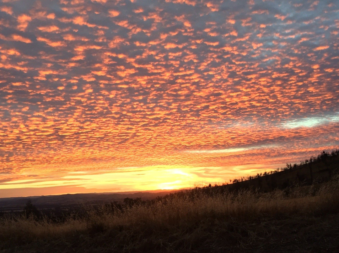 Serengale Vineyard-比奇沃思必去景点