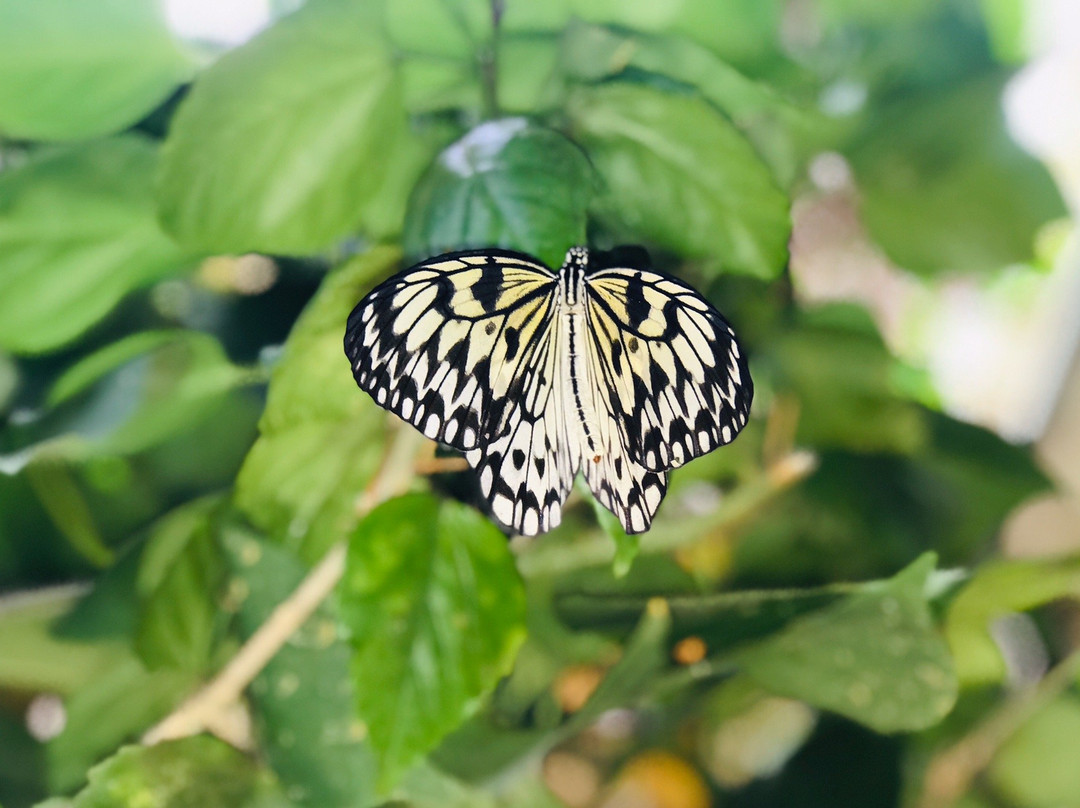 Exotic Animal World-Klapmuts必去景点