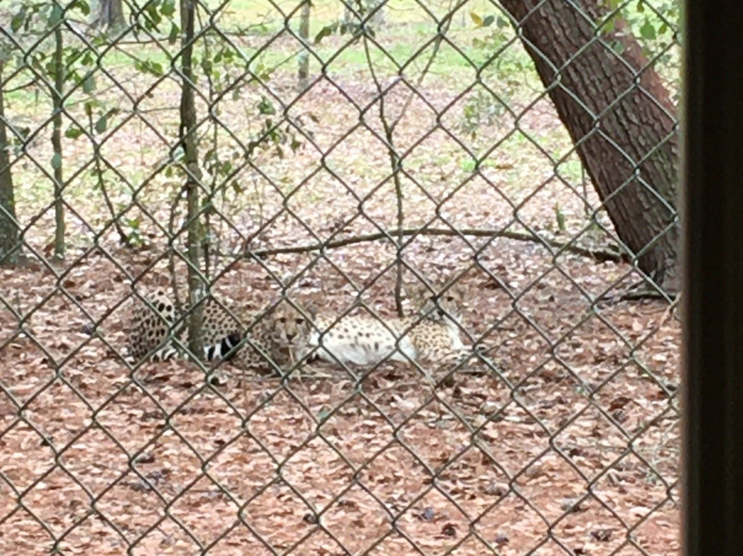 White Oak Conservation Center-Yulee必去景点