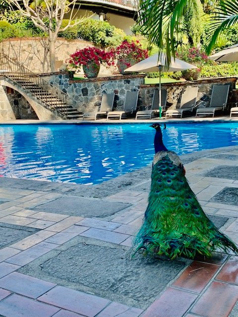 Las Mañanitas主图