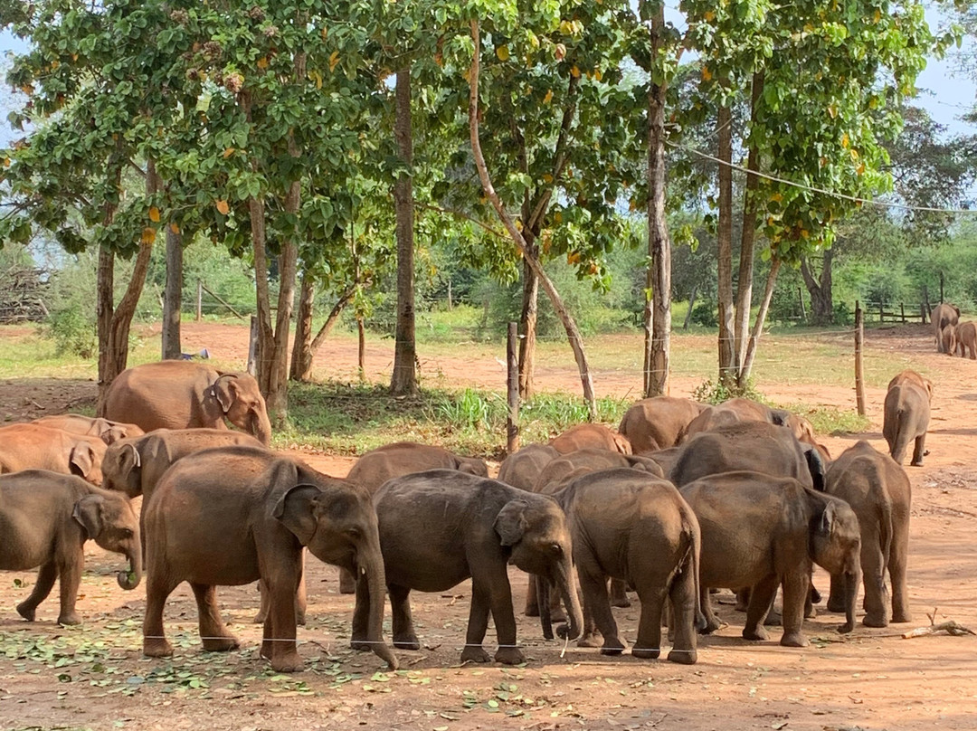Thush Tours Sri Lanka景点图片