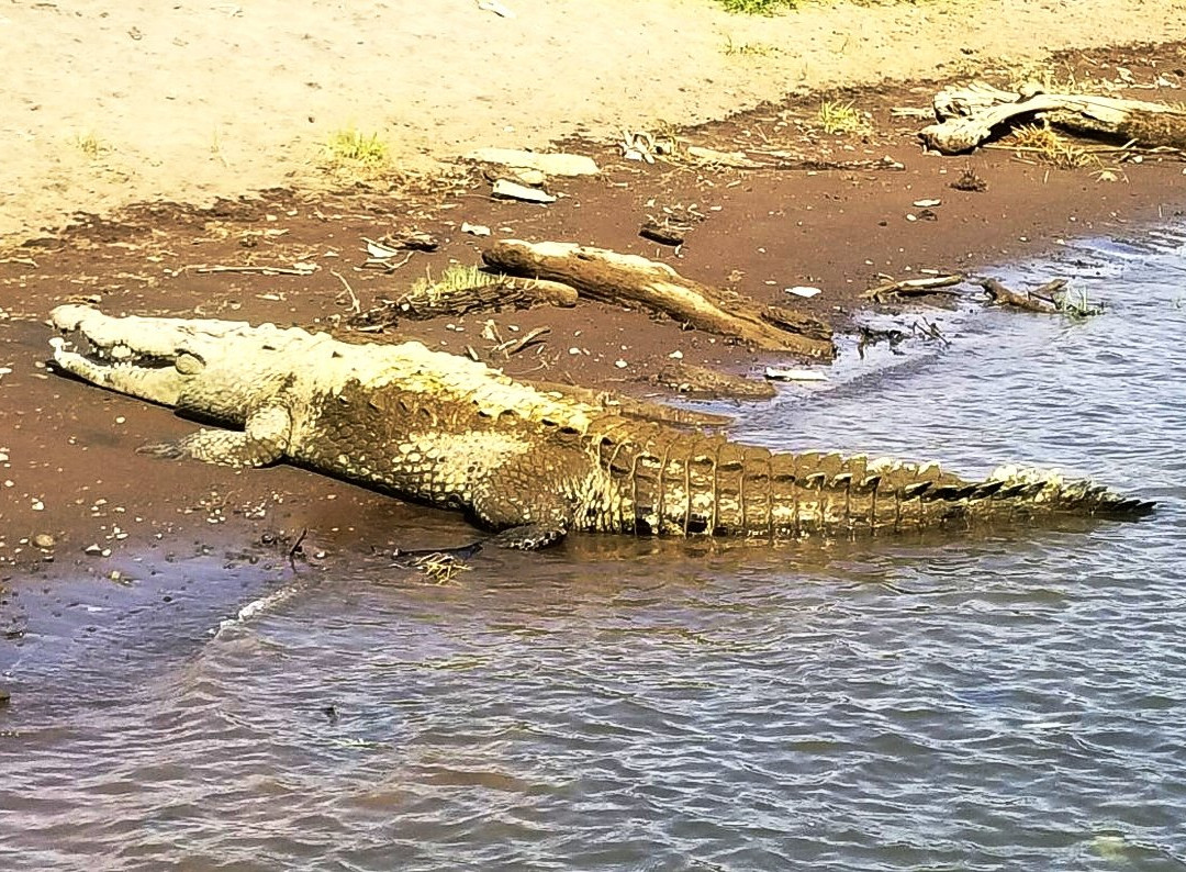 Jose's Crocodile River Tour景点图片