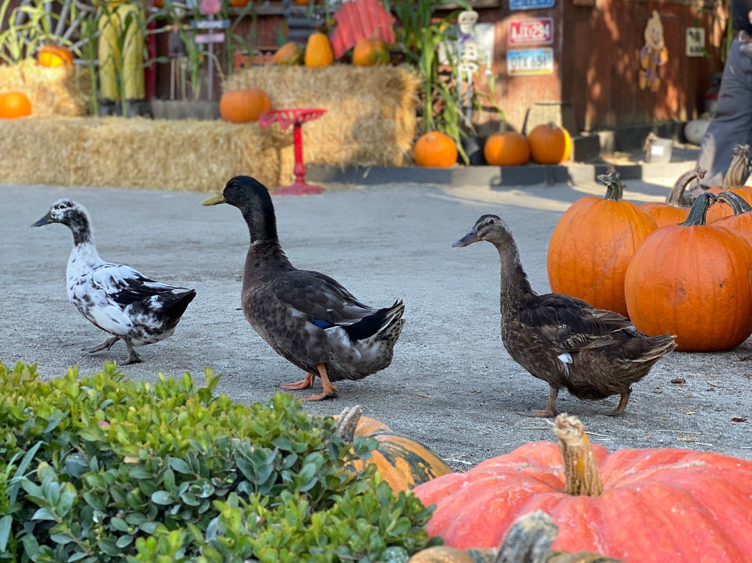 Lemos Farm-半月湾必去景点