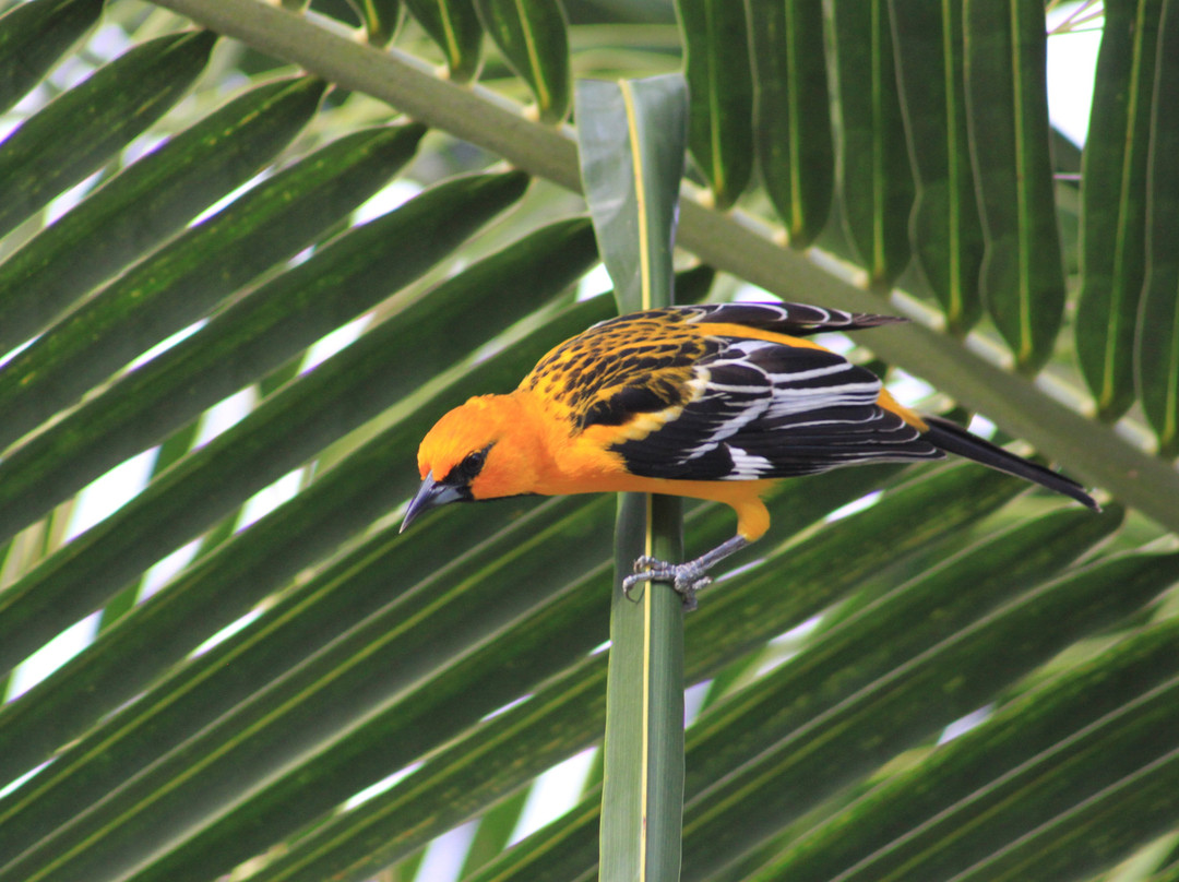 Hotel Villa Del Sueno主图