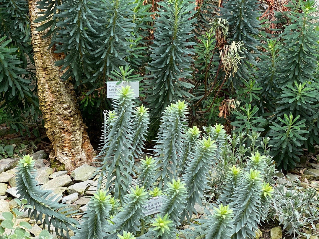 Botanical Garden-圣加仑必去景点
