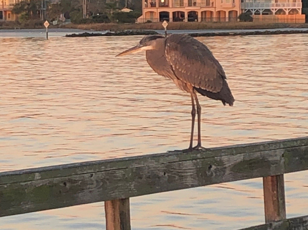 Pine Gully Park-Seabrook必去景点
