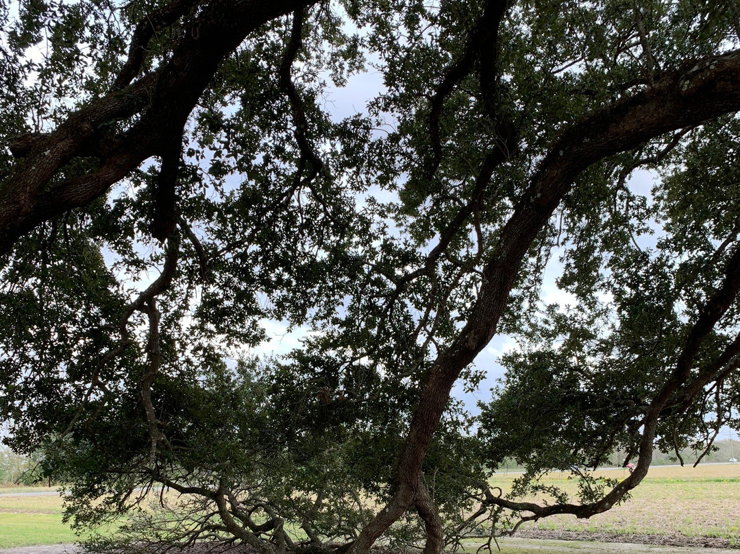E. D. White Historic Site景点图片