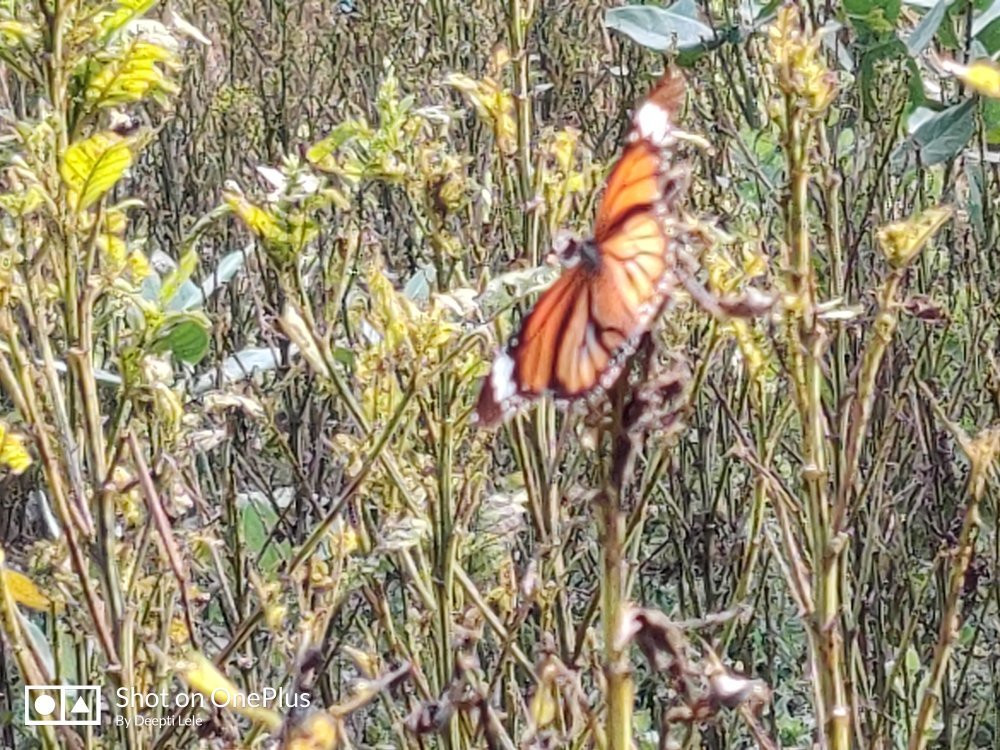 Butterfly park - Ovalekar Wadi景点图片