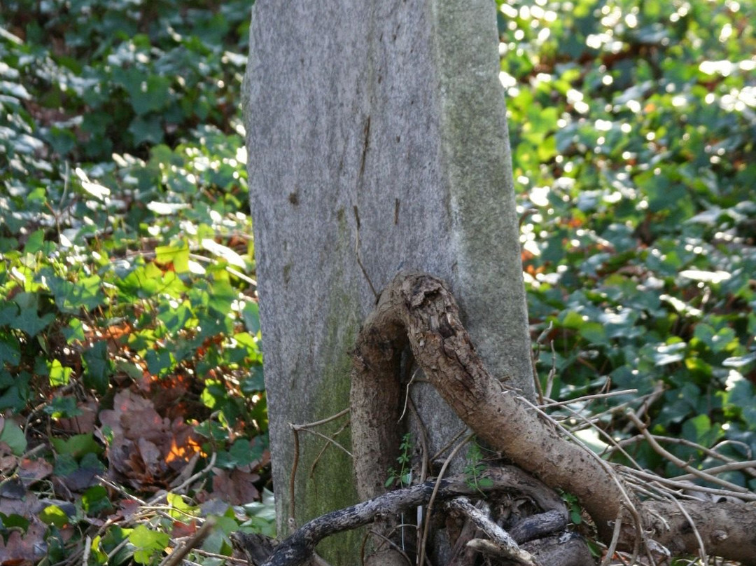 汉姆东自然保护区-伦敦必去景点