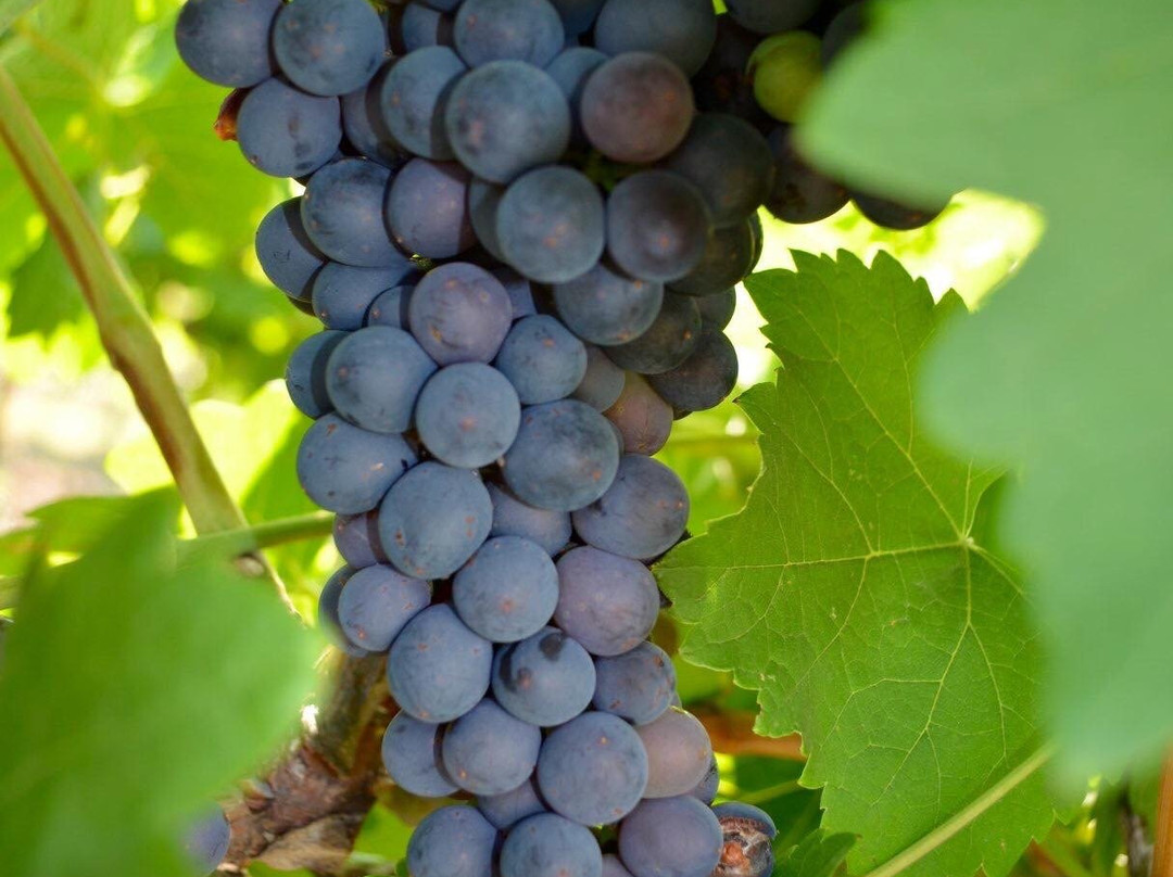 Hunter Valley Cooperage Bed & Breakfast主图