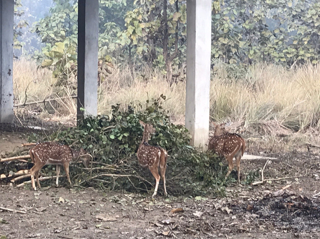 Dudhwa National Park景点图片