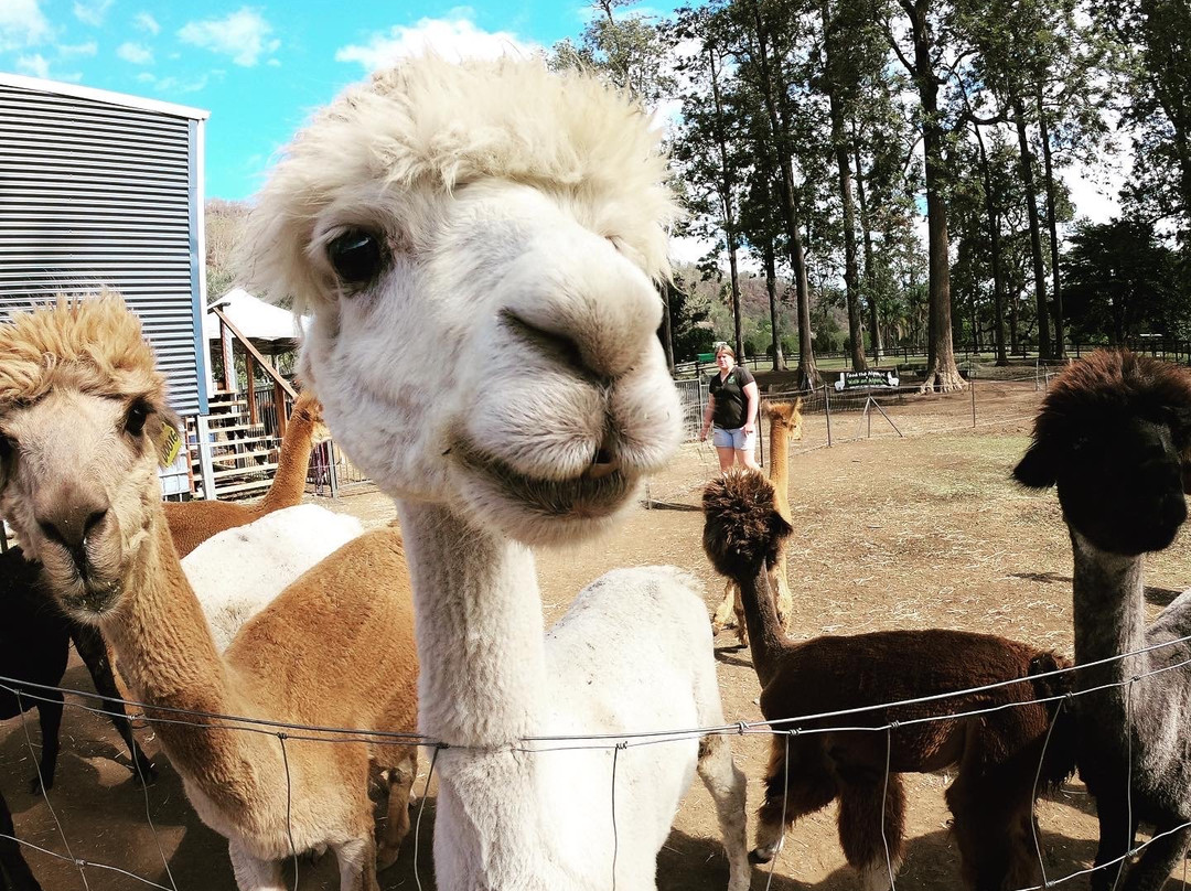 Canungra Hotel主图