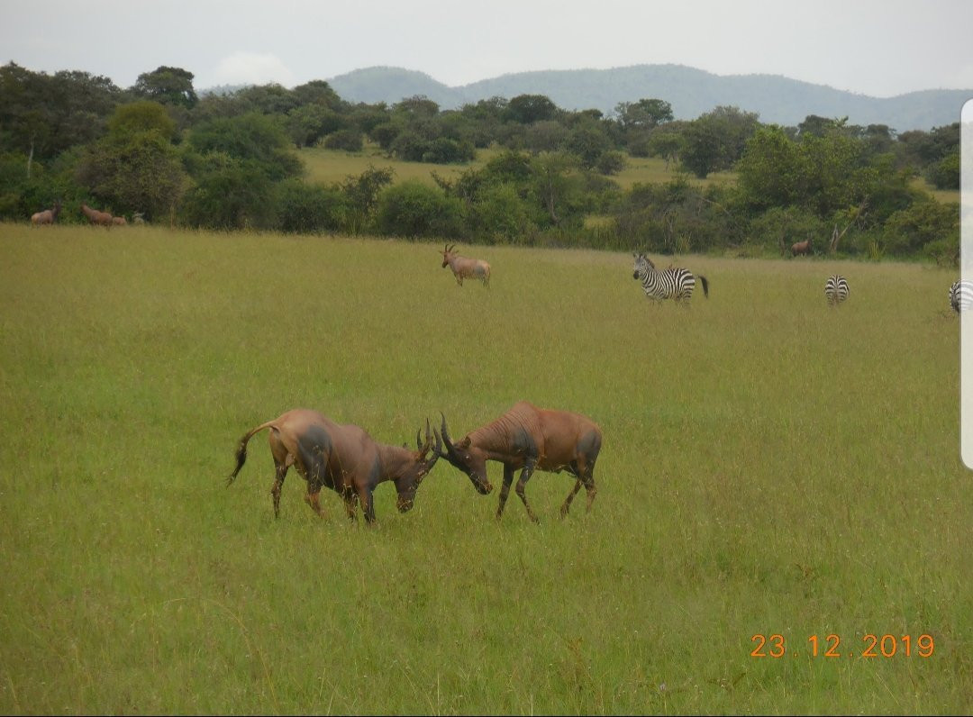 Siringeti Africa Safari -  Day Tour-姆万扎必去景点