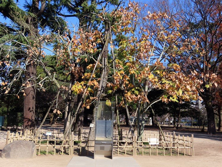 Chinese Parasol Tree That was Exposed to Hiroshima Bombing景点图片