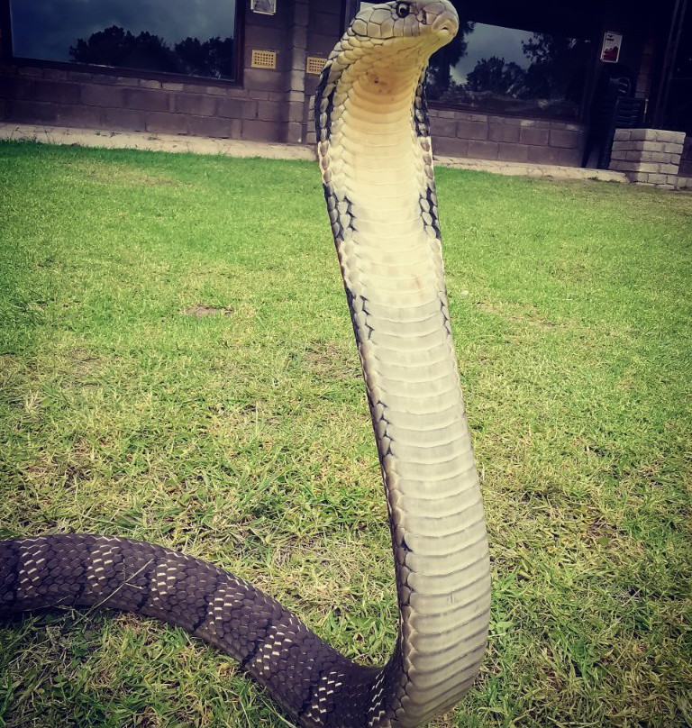 The Venom Pit Snake Park景点图片