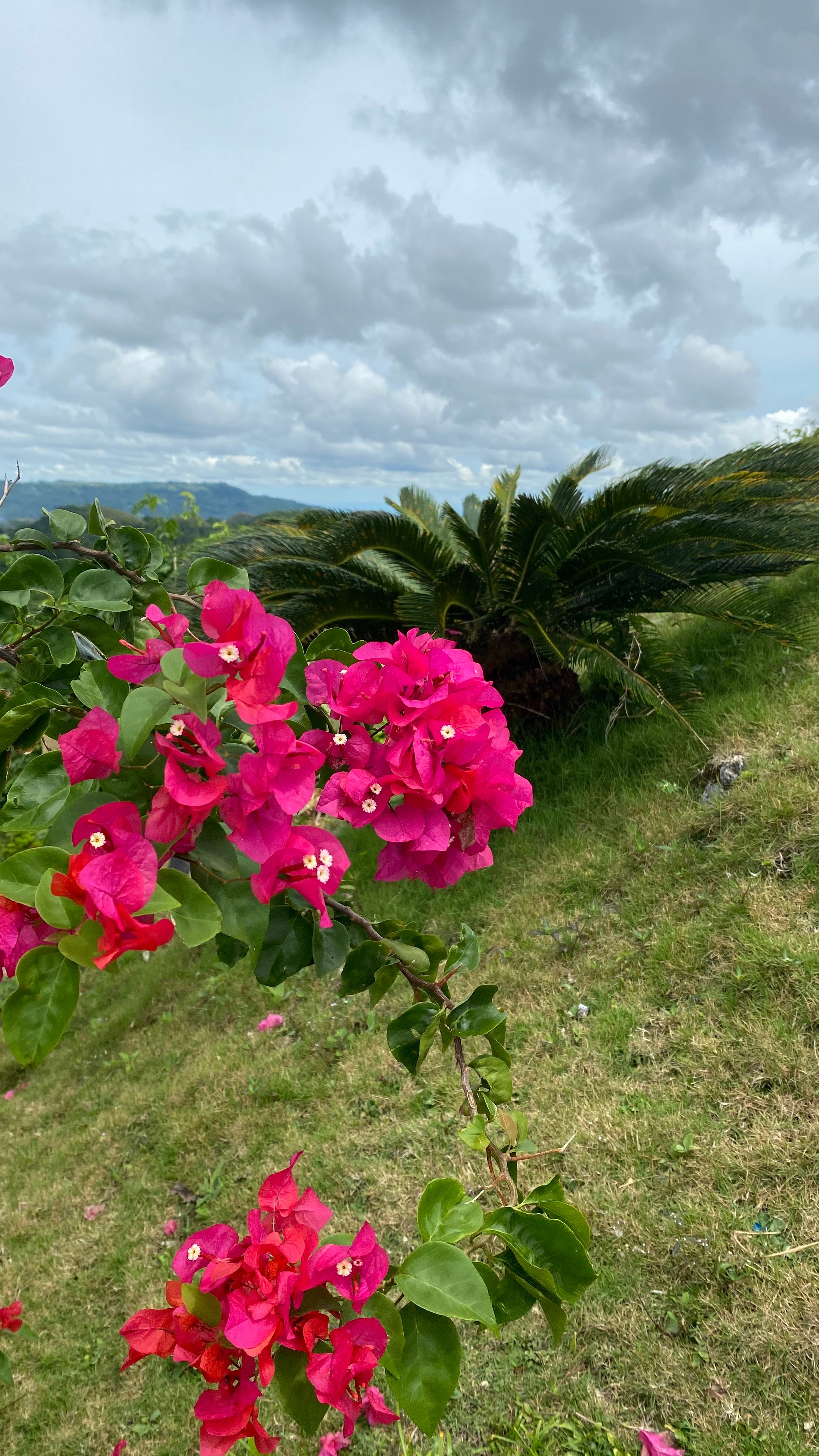 Chocolate Hills Complex-portrait