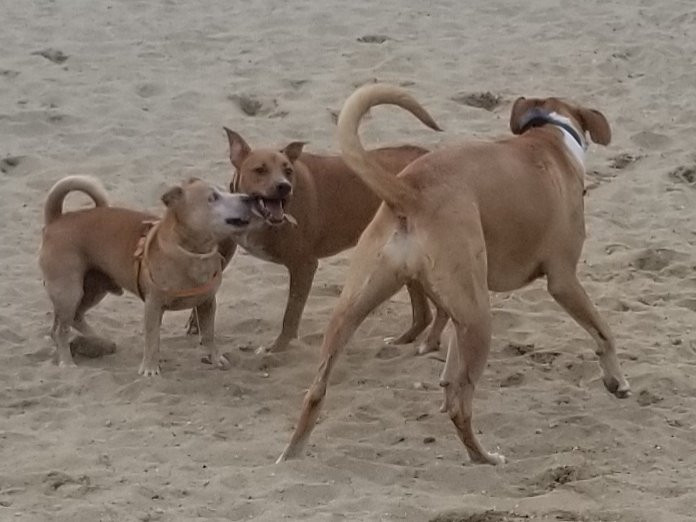 North Quabbin Dog Park