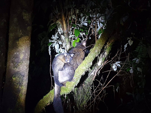 Mt Field National Park Campground主图